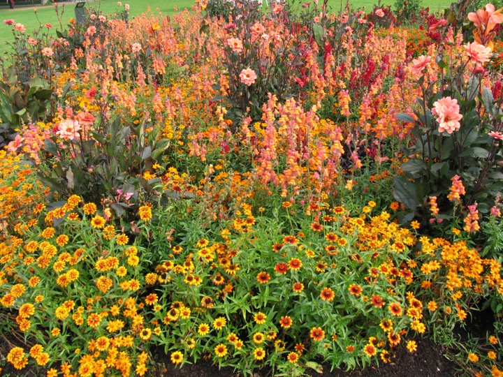 Pflanzung - Bunte Blumen